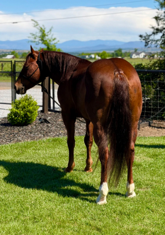Americat Shining (Denali)