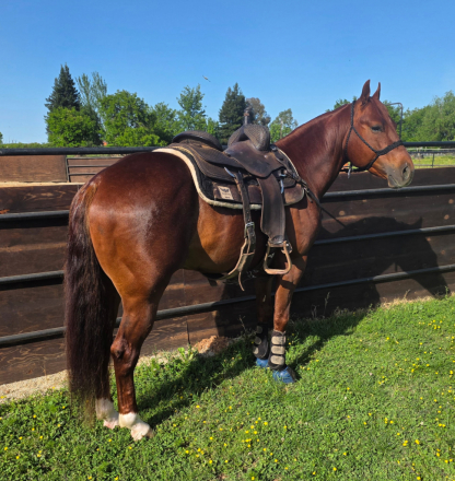 Americat Shining (Denali)