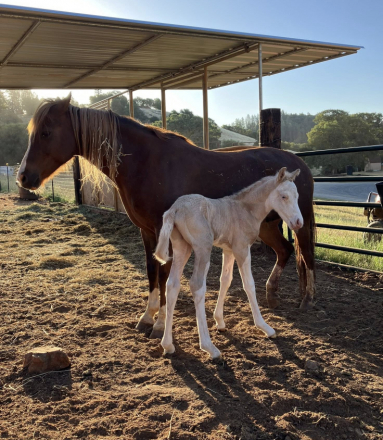 Cookies and Cream SS (Cookie)