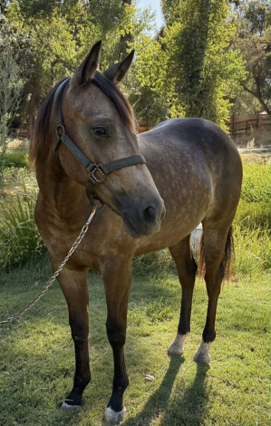 Dreams Dunn ComeTrue (Drew)