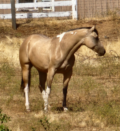 Wardrums Summer Sage (Sage)