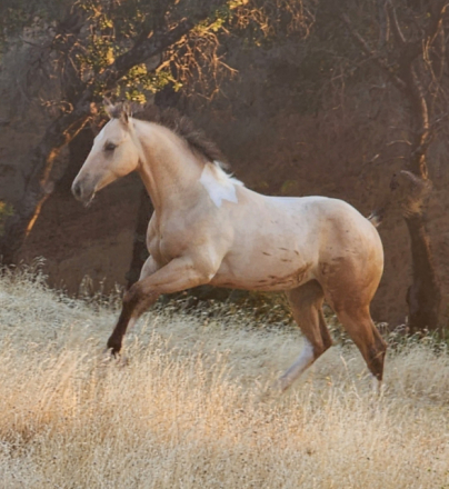 Wardrums Summer Sage (Sage) photo 2