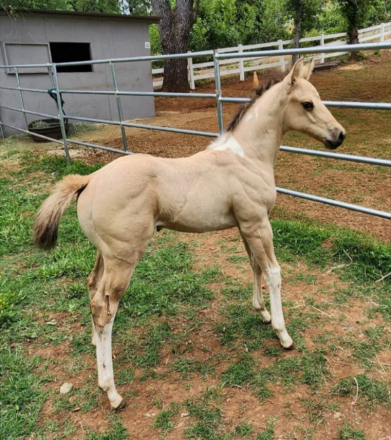 Wardrums Summer Sage (Sage) photo 3