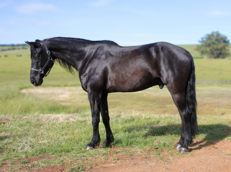 KELSO SILVER COLLINS (Legend)