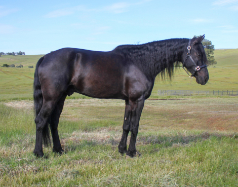 KELSO SILVER COLLINS (Legend) photo 1