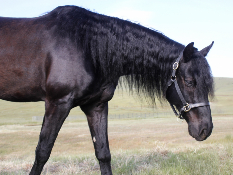 KELSO SILVER COLLINS (Legend) photo 2