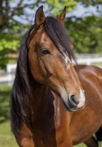 BC El Legado de Savache (Legado)
