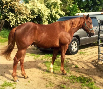 PYRO SIX MOONS WRANGLER (PYRO) photo 3