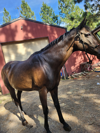 Miss Coco (Coco) photo 1