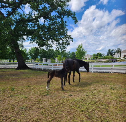 Miss Coco (Coco) photo 3