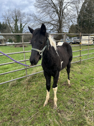 REBBECCA ELIGIBLE FOR APHA REGISTRATION (REBBECCA)