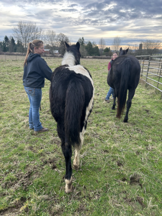 REBBECCA ELIGIBLE FOR APHA REGISTRATION (REBBECCA)