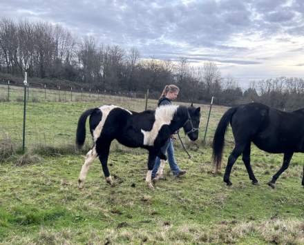 REBBECCA ELIGIBLE FOR APHA REGISTRATION (REBBECCA)