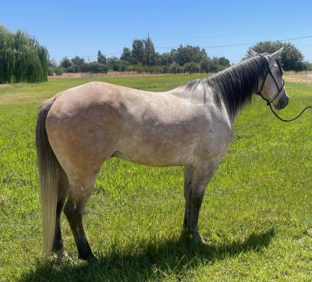 ML ZANS SUCESS (Moses)