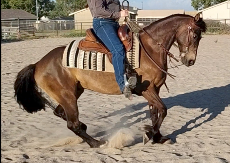 Linfor Frankly My Dear (Rhett) photo 1