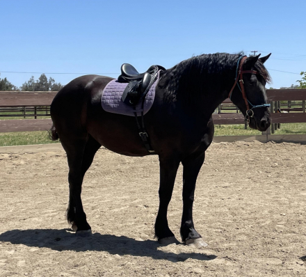 Windermere’s Justice (Justice)