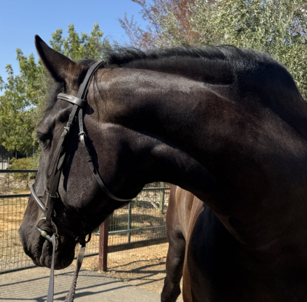 Windermere’s Justice (Justice) photo 1