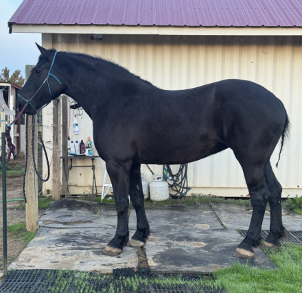 Windermere’s Justice (Justice) photo 3