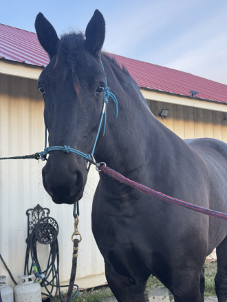 Windermere’s Justice (Justice) photo 4