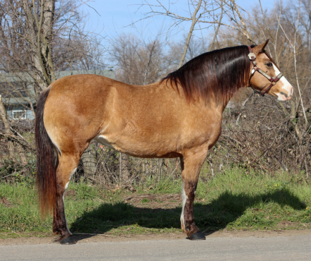 Beautiful buckskin draft cross mare (Lucy) photo 1