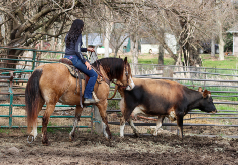 Beautiful buckskin draft cross mare (Lucy) photo 2