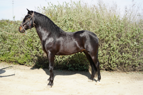 Black Jack EG photo 1