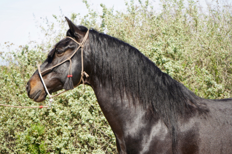 Black Jack EG photo 2