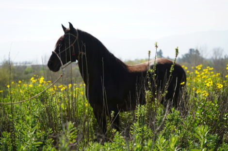 Black Jack EG photo 3