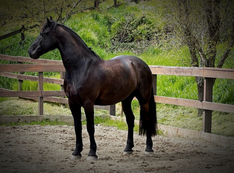 Finne Klaas (Finney) photo 2