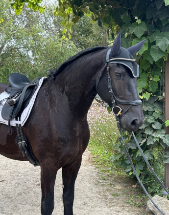 Finne Klaas (Finney) photo 3