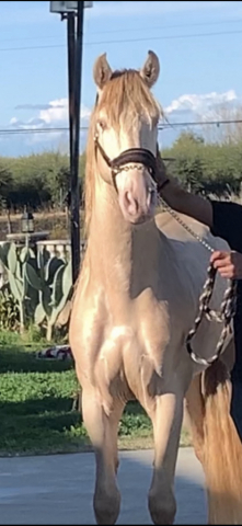 Elegante yl (None) photo 2