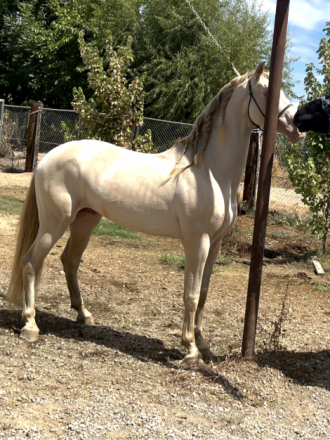 Elegante yl (None) photo 3