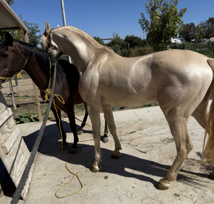 Elegante yl (None) photo 4