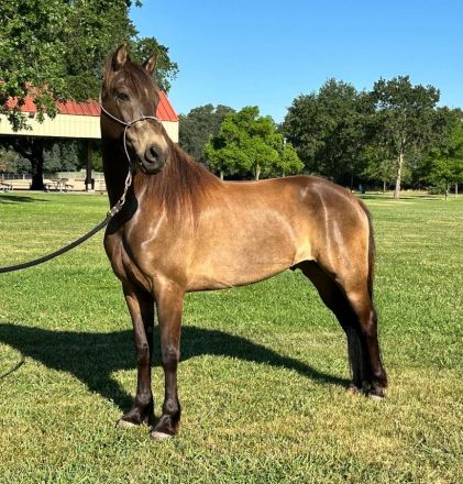 Linfor Frankly My Dear (Rhett)