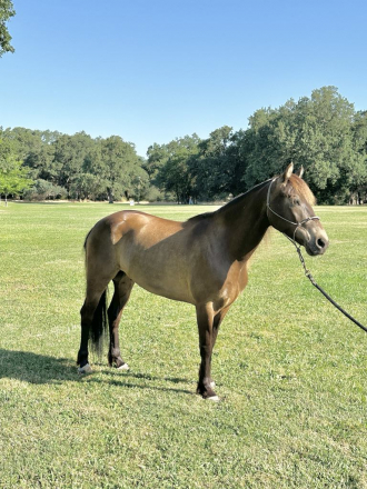 Linfor Frankly My Dear (Rhett) photo 2