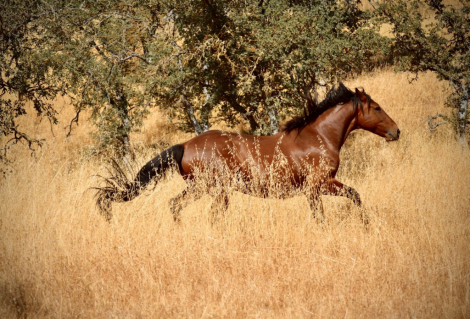 ✨BOWIE — A Truly Special Mustang ✨ photo 3