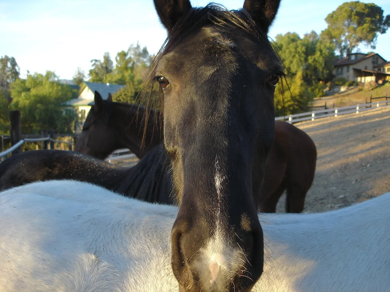 Select Equine Veterinary Services