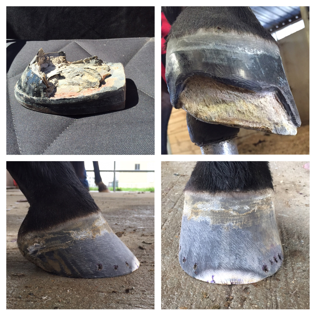 Mike Hayward Farrier