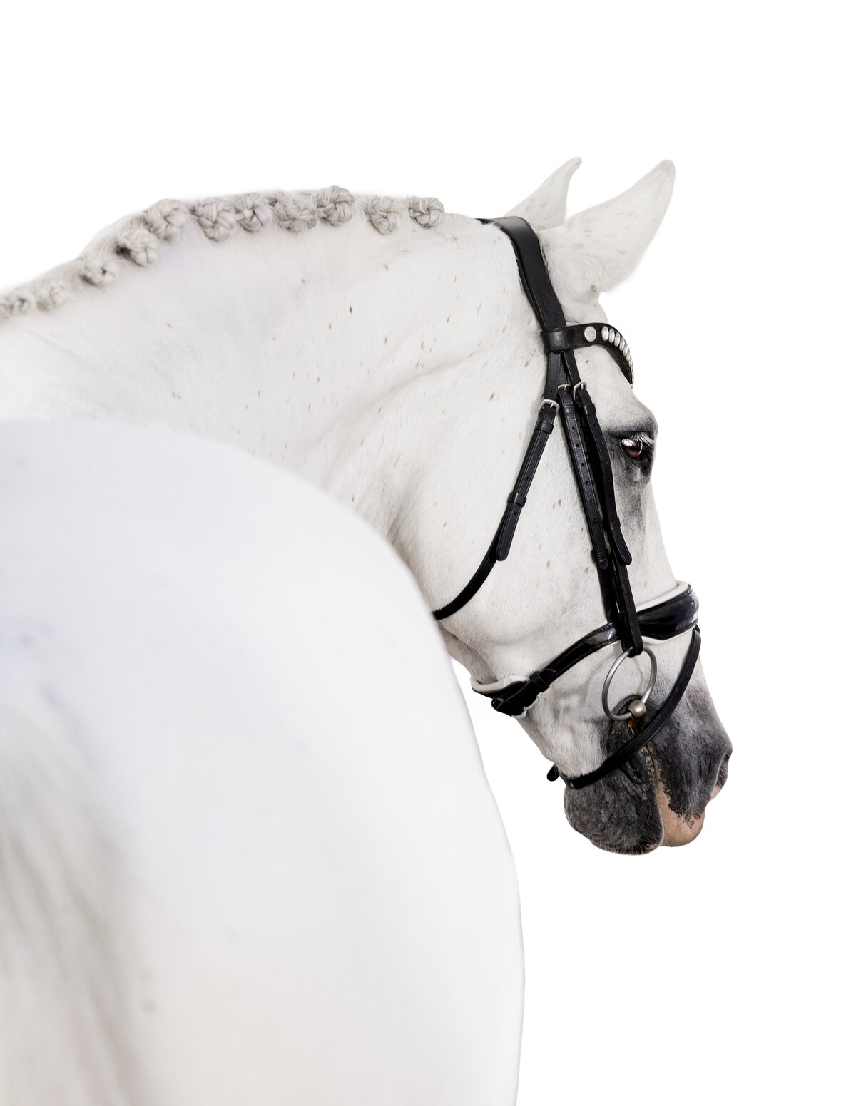 Kendra Equine Portraits