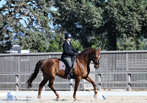 Beare Equestrian