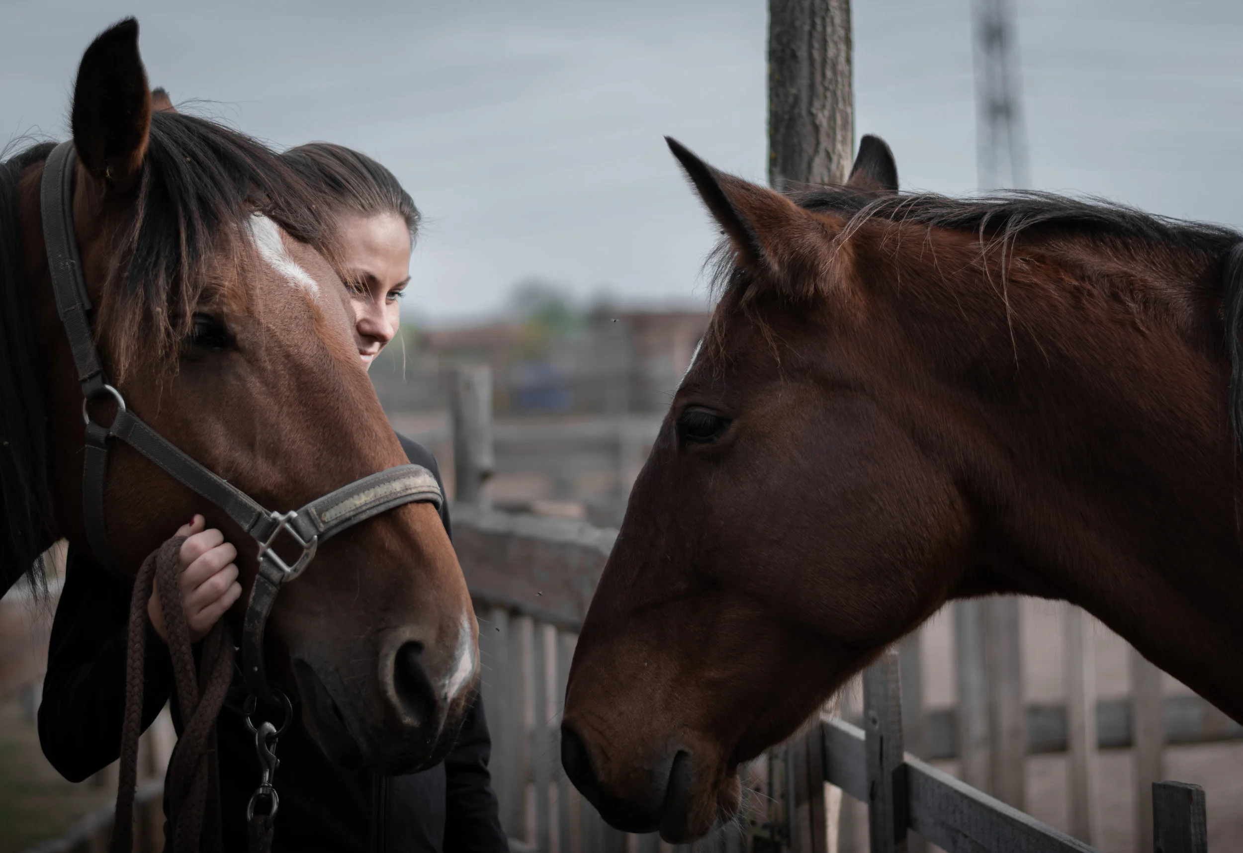 Artaurus Equine Clinic - Dr. Robert Steere